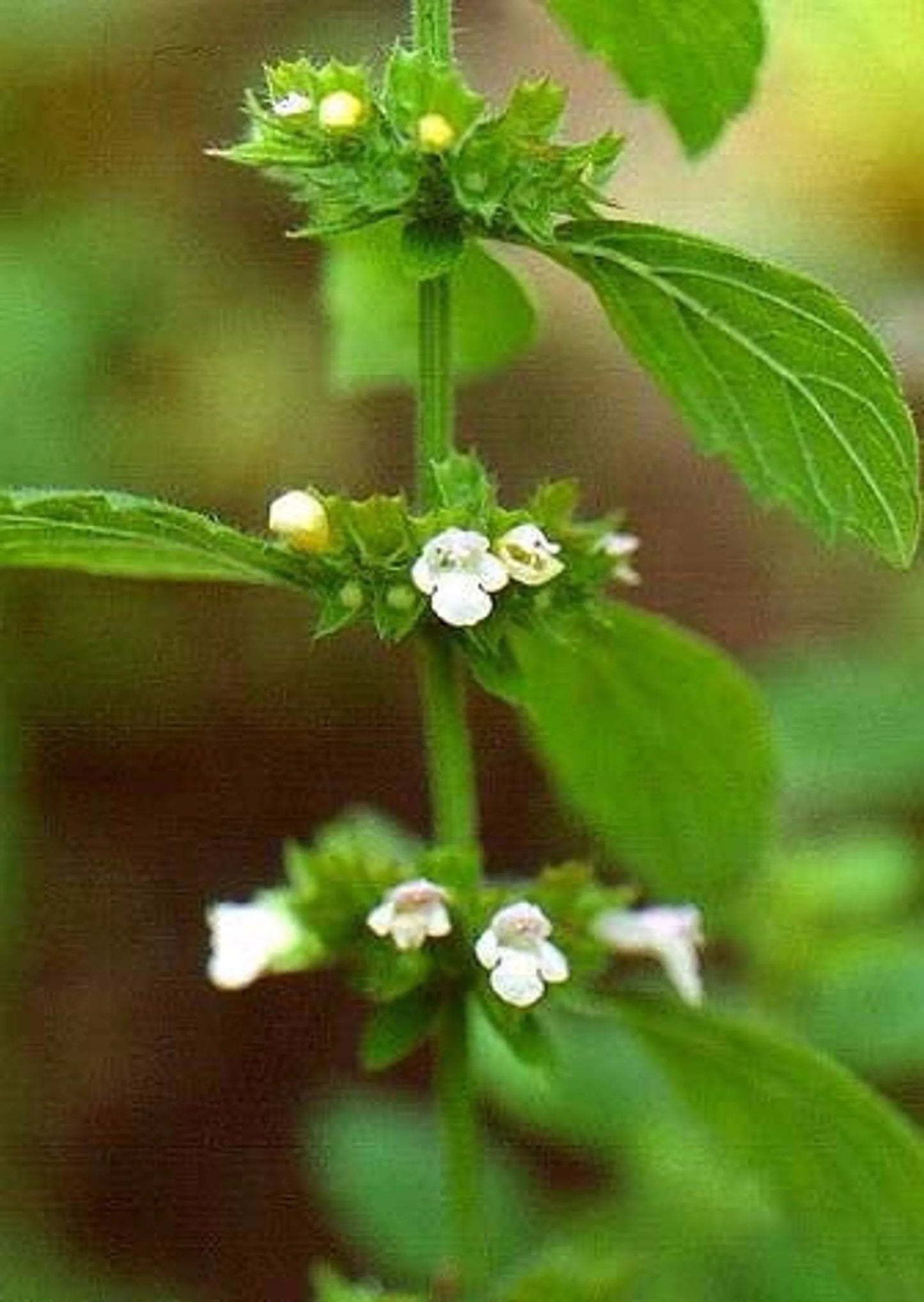 Pet Stress Supplement - Turkey Flavor - Calming Capsules - USA Made